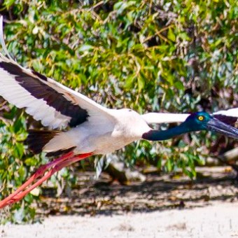 Colorful bird with long legs and wings spread, flying over sandy ground with trees in background.