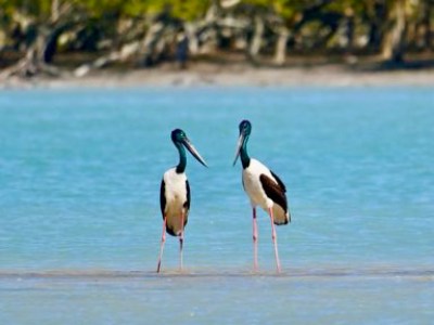 Two black-necked storks stand in shallow water with trees in the background.