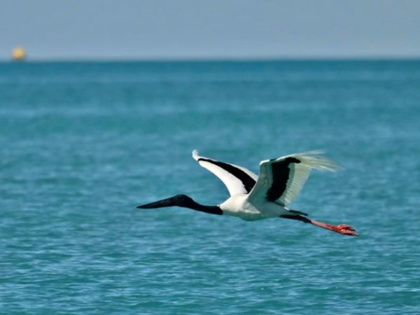 Black-necked stork flying over calm blue water.