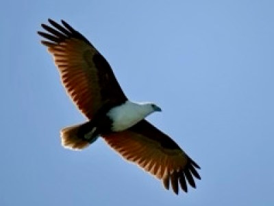 Soaring eagle with brown wings and white head against clear blue sky.