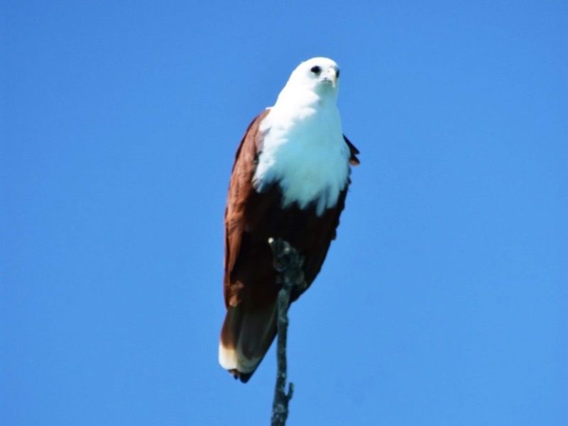 A bird with a white head and brown body perched on a bare branch against a clear blue sky.