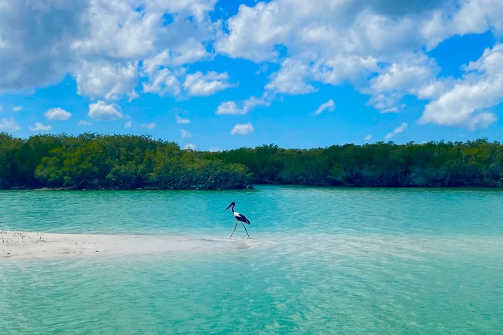 Heron standing on sandy shore of turquoise water with trees and blue sky above.