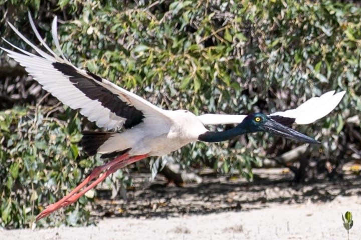 Black-necked stork flying with wings spread over foliage background.