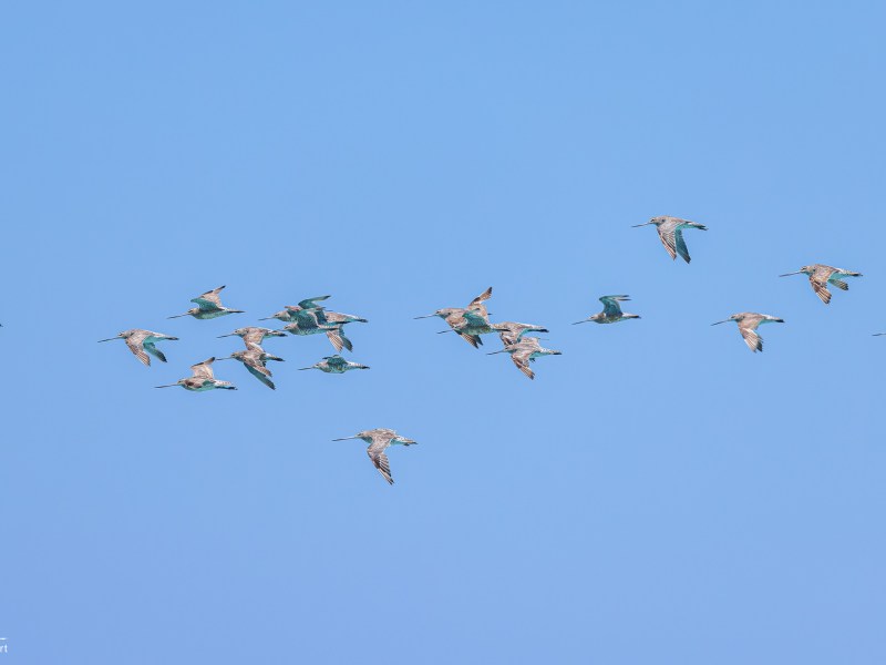 A flock of birds flying in a clear blue sky.