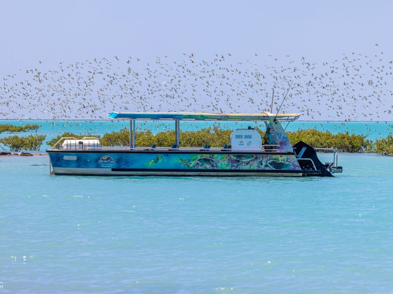 A boat floats on turquoise water with birds flying above against a clear sky and distant vegetation.
