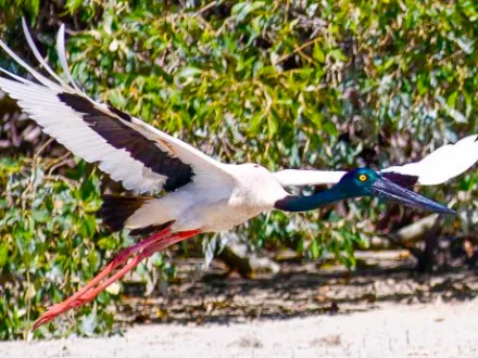 Black and white bird with long legs flying over sandy ground with green foliage in background.