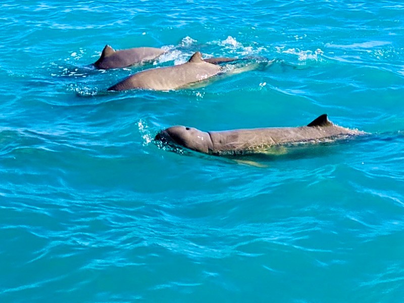 Four dolphins swimming in clear blue ocean water.