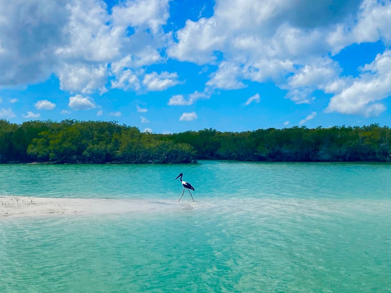 Bird standing on sandbar in blue-green water, with cloudy sky and trees in background.
