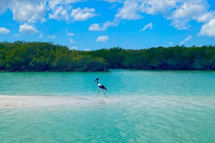 Bird standing on sandy beach by turquoise water and mangroves under blue sky with clouds.