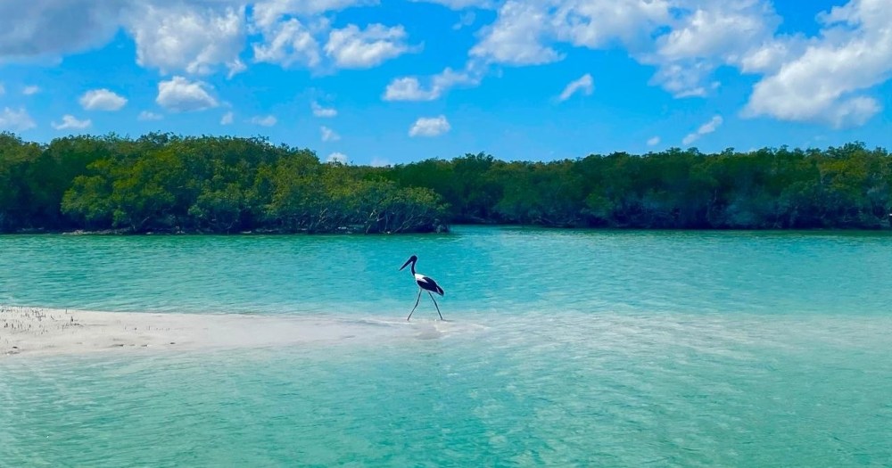 Bird standing on sandy beach by turquoise water and mangroves under blue sky with clouds.