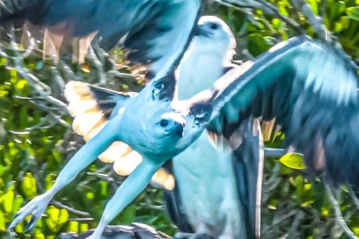 Two birds in flight with wings spread, surrounded by green foliage.