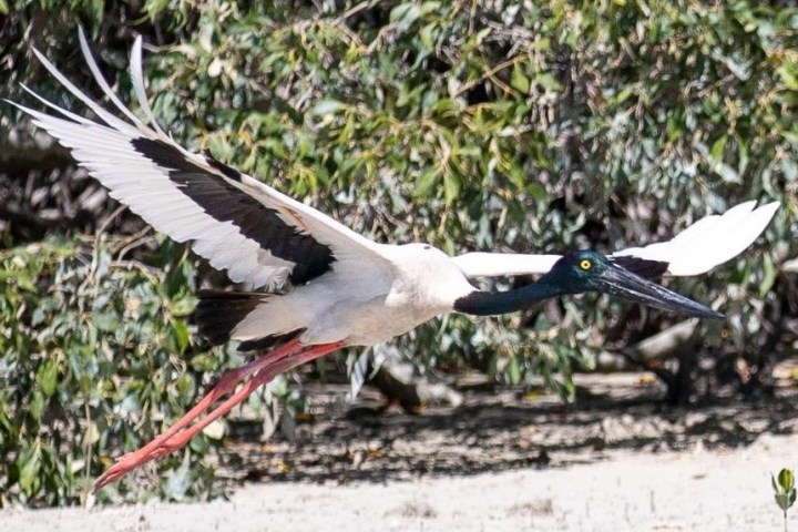 Brightly colored stork with long beak and legs flies in front of lush shrubs.