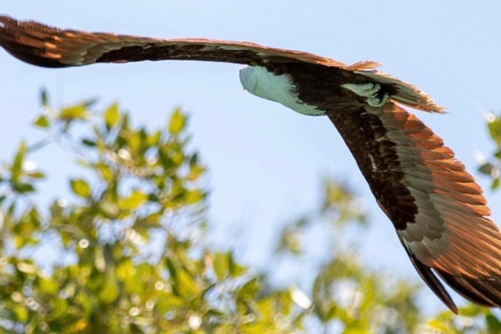 Eagle soaring with wings spread wide against clear blue sky, green foliage below.