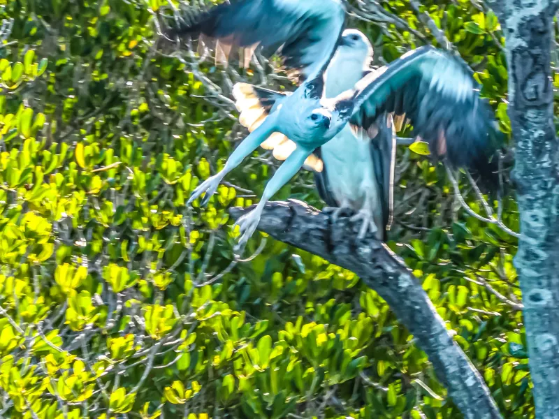 Blurred image of a bird taking flight from a tree branch with green foliage.