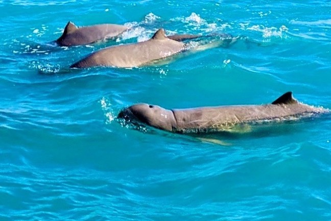 Four dolphins swimming together in clear blue ocean waters.