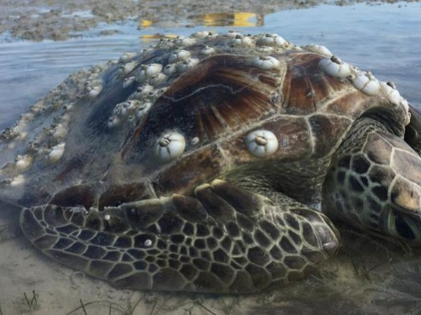 Sea turtle with barnacles on its shell lying in shallow water.
